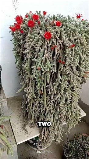Why This Cactus Explodes