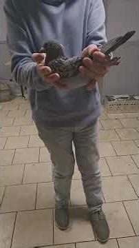 25-CBS-142 Blue check pied male.