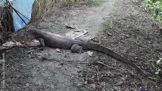 Varanus salvator, monitor lizard, standing still on the ground
