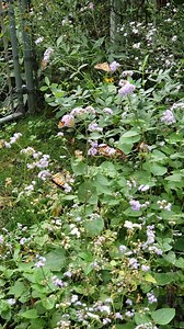From Early Summer through the Monarch Migration Ageratum houstonianum (floss flower) is a top-notch nectar plant in our northern butterfly garden. More Photos & Growing Info: https://monarchbutterflygarden.net/butterfly-plants/ageratum-houstonianum/ | Monarch Butterfly Garden
