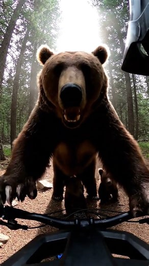 Cyclist Faces a Wild Bear — Real GoPro Footage 😱