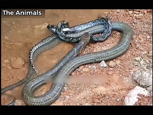 19K views · 109 reactions | KING COBRA VS PYTHON!!! Re4l f!ght video | Codegua TV | Facebook