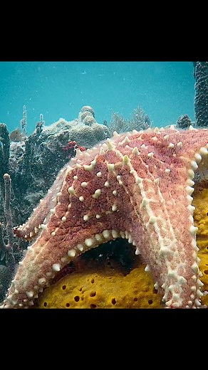 8.6K views · 364 reactions | Sea sponge- A living castle for Snapping shrimp #wildlife #animals #naturelovers #interestingfacts #jungle #nature #hunting #sealife #shrimp | Wondersofjungle | Facebook