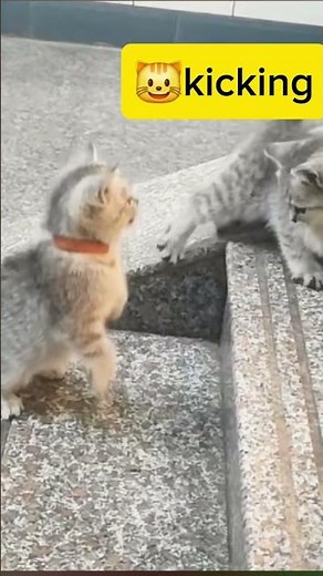 Ninja Cats in Action! 🐱💥 Epic Moves You Have to See!#fypシ゚viral #fyp #cute #cat #animals