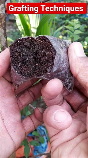 learn to graft the princess earring tree #grafting #bonsaitree