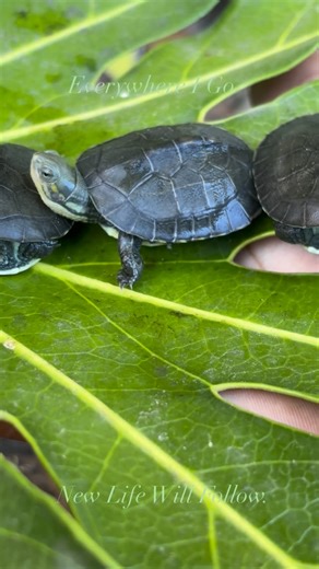 James Terelle on Instagram: "The Army Grows. Asian yellow pond turtles (Mauremys mutica) Follow @jamesterelleturtles here and on YouTube for turtle & tortoise Videos, facts, pics & more Find me aswell at @jamesterelle on Facebook Don’t forget to like, share, & comment what you want to see in the next video #turtlesofinstagram #turtlebreeding #turtle #mauremysmutica #goldencointurtle #chinesebigheadedturtle #bigheadturtle #platysternonmegacephalum #platysernon #sacalia #sacaliabealei #foureyedtur