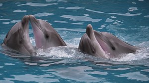 Dolphins dancing at a show - Free Stock Video