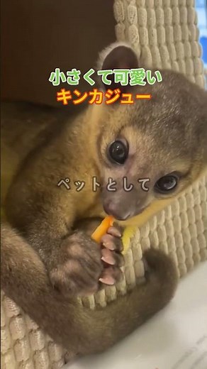 小さくて可愛いキンカジュー