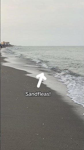 How to Find Sand Fleas 🐾