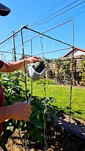 Harvest Garden - September 9, 2024 This is a series of short videos about my gardening in 2024. Watch all episodes here - https://www.youtube.com/playlist?list=PLUb1gQ292BFI3feD1lKaXj9BuD9fRCeYk | Harvest Garden