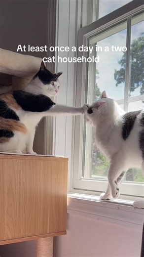 stevieandmaple on TikTok