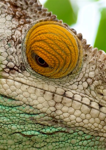 11K views · 54 reactions | Chester Zoo on Reels | Facebook