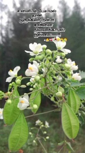 "என்றும்என்னவன்நினைவில்" #beautiful flowers#melody #feelings#nature lovers#songs#musick 🫵❣️💕🥺🥀🍁🍃
