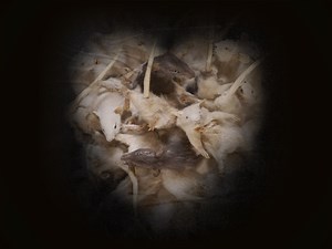 Aphasia: A film about relationships - Apple TV