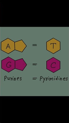 Purines vs Pyrimidines Structure | DNA Bases Diagram