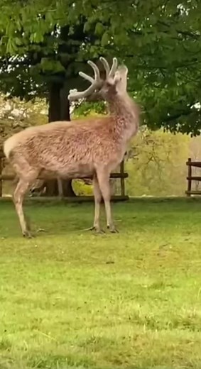 Help. #skinwalker #scary#help#deer#fyp