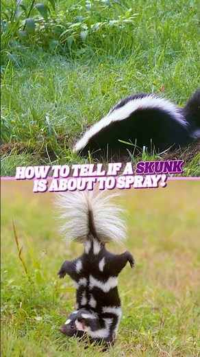 How can you tell if a skunk is about to spray? #science