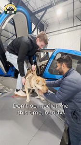 1M views · 49K reactions | Meet Archie! He just flew in to be at the sanctuary because he was having such a difficult time getting adopted. He'll be with us until we can find him the perfect forever home ❤️ Pei People Shar Pei Rescue Pilots N Paws | The Asher House | Facebook