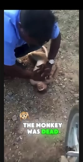 No way#viral #animals #emotional #save