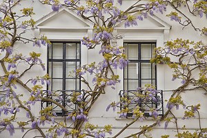 Le migliori piante rampicanti con fiori da avere assolutamente in giardino