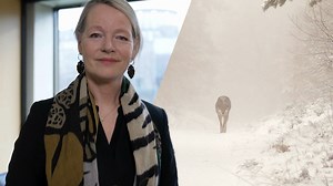 Geplanter Wolfsabschuss im Schwarzwald: Umweltministerin erklärt Entscheidung
