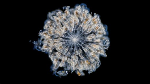 8 animals that can reproduce without a mate