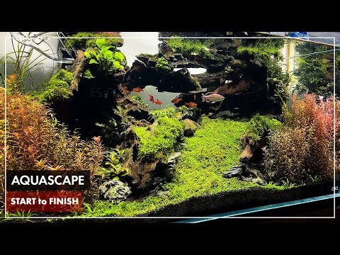 HOW TO BUILD A BEAUTIFUL AQUASCAPE 2025