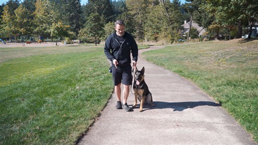 The street test every dog should learn before off-leash freedom becomes a risk