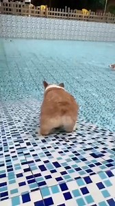 7.3K views · 151 reactions | Swimming time corgi 藍. | We Love Corgi | Facebook