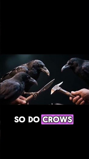 Crows Have a Language! 🪶 Discover Their Complex Vocal Communication 🧠 #AnimalFacts #Crows