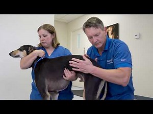 VetSurg Neuropathic Exam - Lumbar-Sciatic Nerve Tract