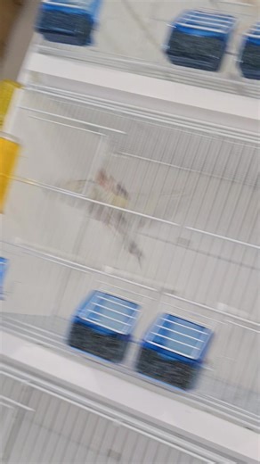 ARRIVAGE À La Rivière Aux Oiseaux ✨🐦 De magnifiques chardonnerets major en mutation (domestiques) viennent d’arriver en magasin 🎨 Plusieurs mutations disponibles, il y en a pour tous les goûts. Des oiseaux superbes, élevés avec soin, prêts à rejoindre votre volière ou votre intérieur. 📍 Venez les découvrir directement en boutique — premiers arrivés, premiers servis 😉 ℹ️ Info importante : Tous les chardonnerets proposés à la vente sont des mutations domestiques. Ils peuvent être détenus légal