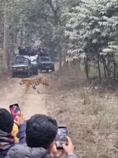 Corbet Vibes- safari lucky moment