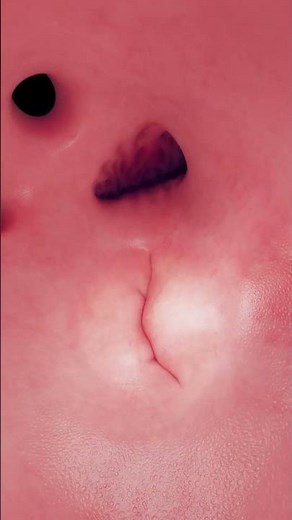 Anatomy of the Human Heart #anatomy #meded #3dmodel