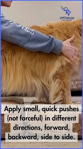 Dr. Laurie McCauley | Pet Rehab on Instagram: "Stronger, steadier, more connected. This simple exercise might not look like much, but it’s a powerhouse for your dog’s core strength, balance, and body awareness. It’s called rhythmic stabilization, and it works by gently challenging your dog to stay steady while you apply small taps to their shoulders, hips, or ribs. The magic? Their stabilizer muscles turn on automatically to resist the movement, no jumping, no weights, just smart, targeted activ