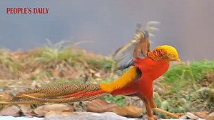 10K views · 976 reactions | Golden pheasants were seen in Pingdingshan, C China's Henan. Their bright heads, red feathers, and long tails make them one of the most beautiful birds worldwide. | People's Daily, China | Facebook