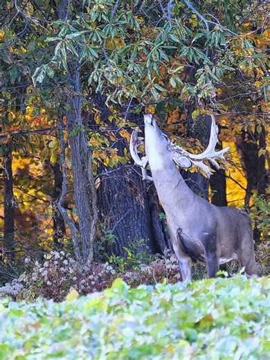 Big Buck Rubbing on Big Tree: Whitetail Deer Behavior