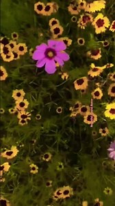 Beautiful yellow flower #flowers #shortsfeed #shortvideo #gardenideas #nature #flowergarden #viral