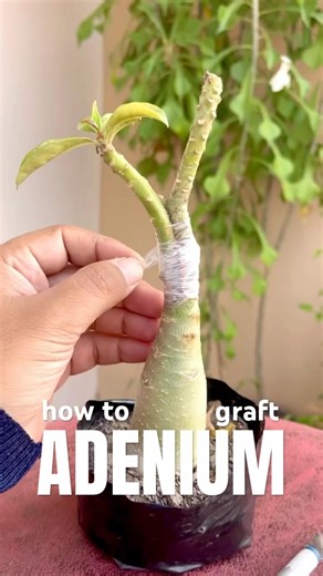 how to graft ADENIUM #adeniumgrafting #adeniumcare #adenium #grafting #grafted #plantvlog