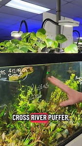 Fish Spolight: Cross River Puffer!!! 652 bush river road Columbia SC | Fishy Business