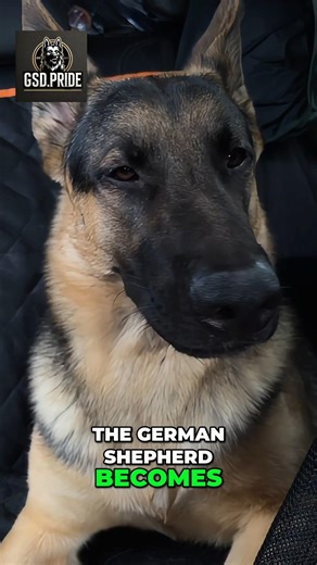 German Shepherd Training: Building Trust and Discipline#GermanShepherd #DogTraining #K9Discipline