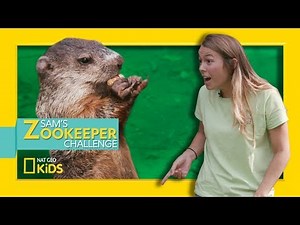 Priscilla the Baby Groundhog | Sam's Zookeeper Challenge