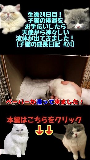 生後24日目！子猫の排泄をお手伝いしたら天使から神々しい液体が出てきました！【子猫の成長日記】 #子猫 #kitten #出産