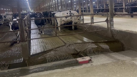 19K views · 437 reactions | The scraper system is bringing manure to our flush flume This manure is then sent to our digesters and within 3 hour is making methane gas The methane is scrubbed and compressed before being injected into the national gas pipeline grid to become renewable energy in the form of RNG m Modern dairy farming is providing milk meat fertilizer and energy | Drumgoon Dairy | Facebook