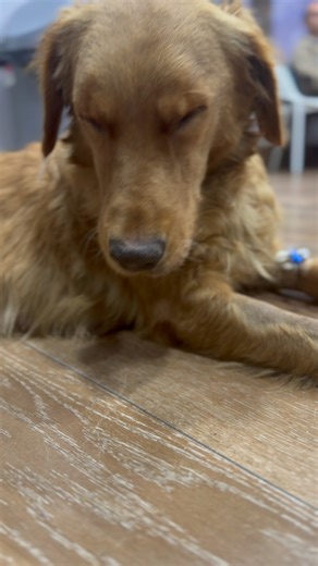 Distemper, abandoned, then picked up by a scammer who locked her in a house while collecting donations. No tests carried out on her, no treatments- just left to die slowly😡 When she is literally on deaths door they wash their hands of her 😡 She is having seizures, lost ability to walk- the distemper has hit the neurological stage. Something that could have been prevented with adequate care 💔 There is a small glimmer of hope she may survive with the right treatment . She is in intensive care r