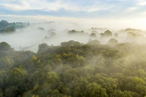 These 10 Spooky Forests Are Definitely Haunted, Right?
