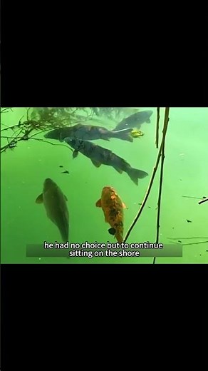 Fishermen use bread as bait to catch large carp #fishing