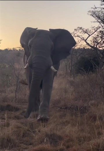 African Wildlife Safari: Elephant Experiences