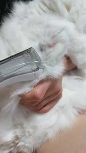 털 밀자마자 쏙- 흡입되는 신개념 바리깡!우리 집 몽실이랑 누찌 발털 정리해 줬어요 🐾케메이로 털 날림 스트레스 없이 셀프미용 해주세요 🤍#고양이이발기 #강아지바리깡