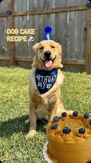 2K views · 76 reactions | Dog Cake Recipe!  Making Toby a cake!  #felipescreations #dogcake #baking #goldenretriever #easyrecipe | Felipe's Creations | Facebook